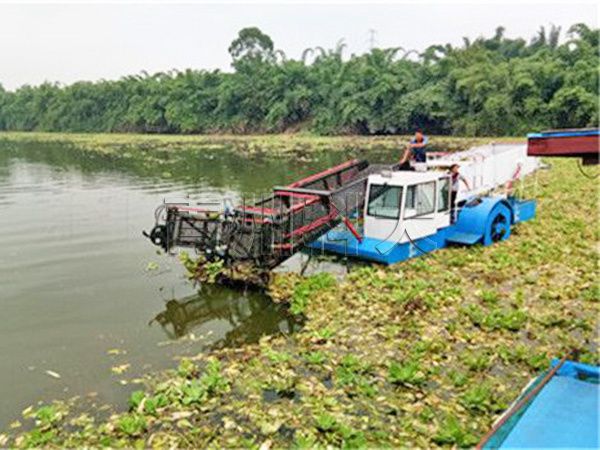 太湖水葫芦收割打捞船现场